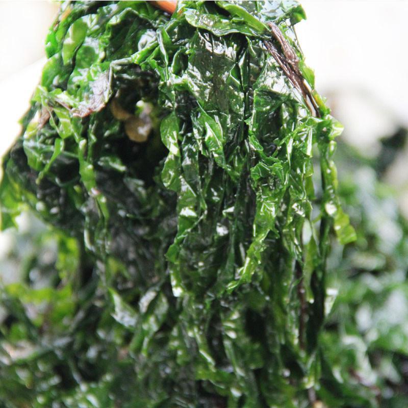 ϲ ϲ 500g  Ұϲ  泡