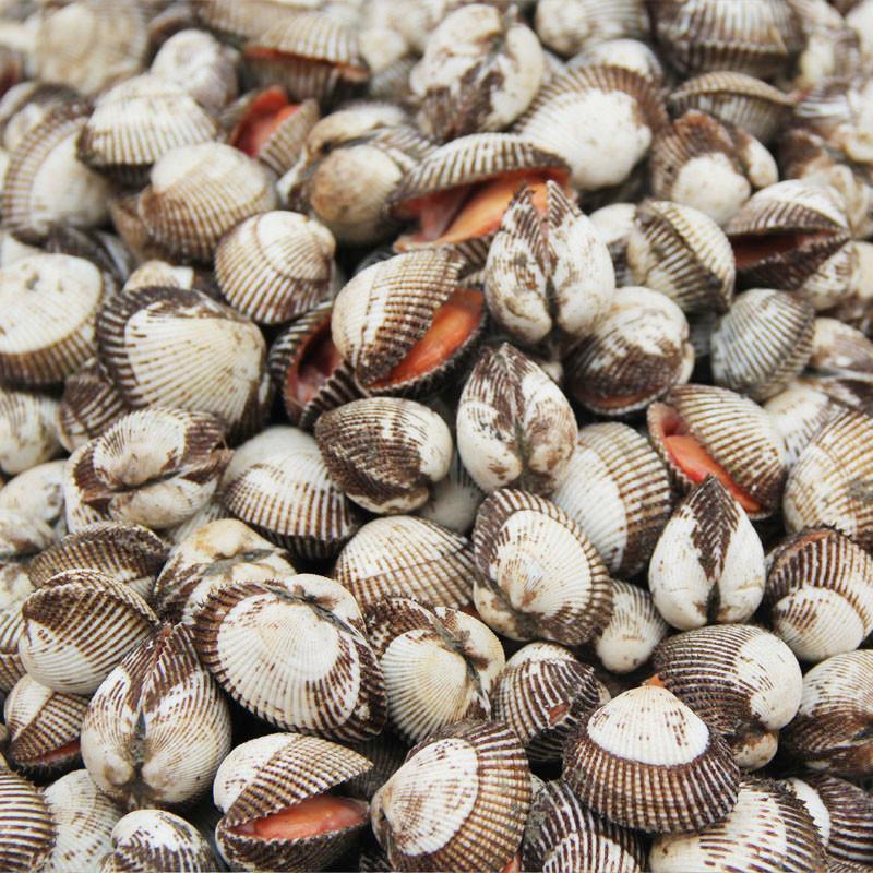 毛蚶 赤贝 小毛蚶 血蚶 500g 大连鲜活海鲜 大连毛蚬子 蚬子 【大渔场