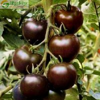 蔬菜水果番茄小西红柿种子 黑珍珠黑番茄 5包