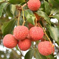 现货荔枝新鲜水果 高州白糖罂桂味妃子笑糯米