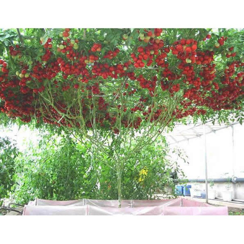 我要发芽 蔬菜水果种子 番茄树种子 树状番茄 无限生长 产量高 6粒/包