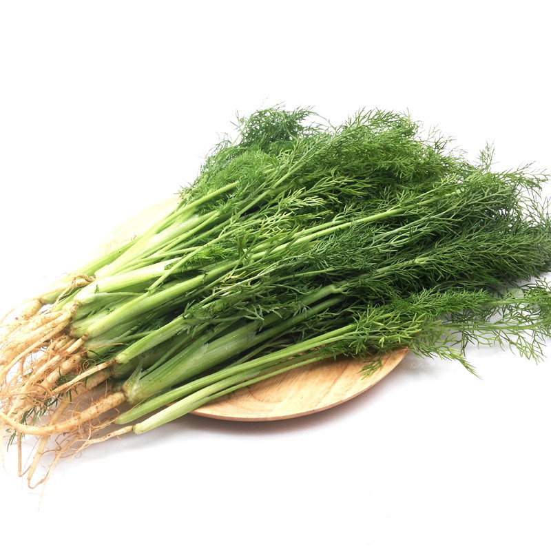 博多客 茴香菜 2000g 新鲜蔬菜 小茴香苗 茴香丸子 茴香苗 山东潍坊