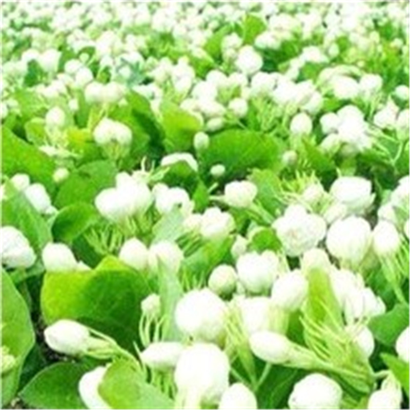 花卉种子 白色茉莉花种子 白茉莉 草茉莉种子 10粒/包高清实拍图