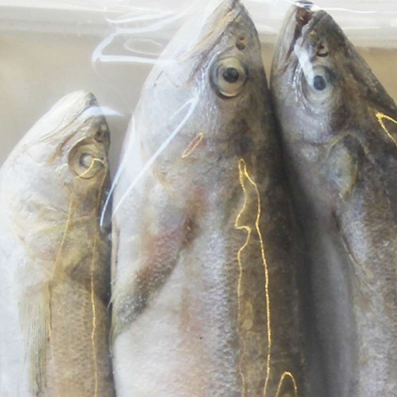 你以为黑龙江只有鳇鱼?这些龙江名鱼你知道多少?