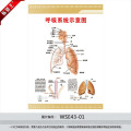呼吸系统示意图解剖图宣传画海报挂图医院宣传栏贴画wse43