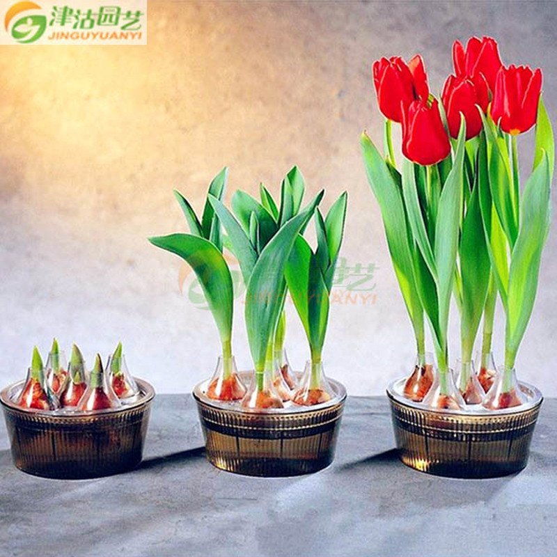 年宵花卉 荷兰进口郁金香种球大礼包 送礼佳品 芳香四溢 津沽园艺园艺用品【价格 图片 品牌 报价】-苏宁易购苏宁自营