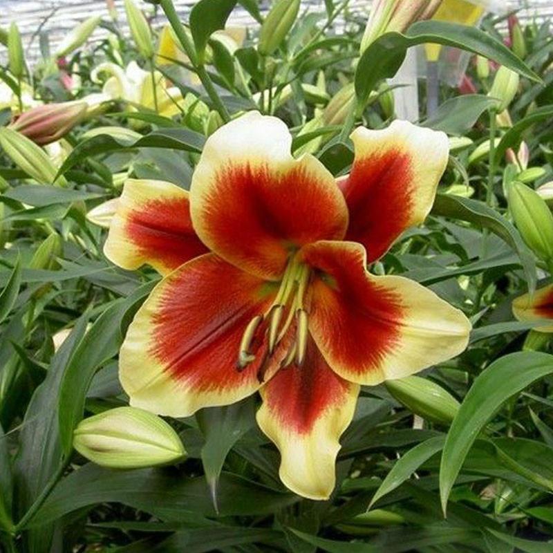 3个包邮 正品荷兰进口百合种球花卉 一代大种球球根花卉 带芽发货
