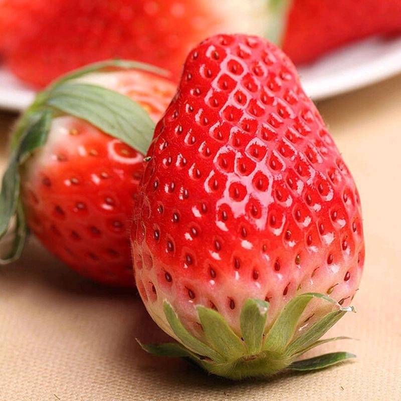 奶油草莓4斤单果2030克水果sg