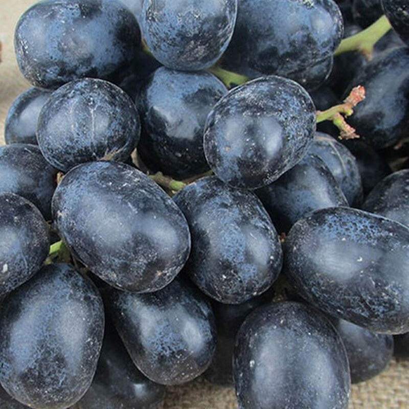 无籽黑提1kg 水果 产发qq
