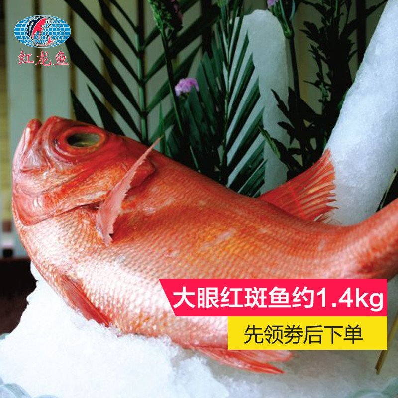 搜sturdyfish 硬骨鱼结果