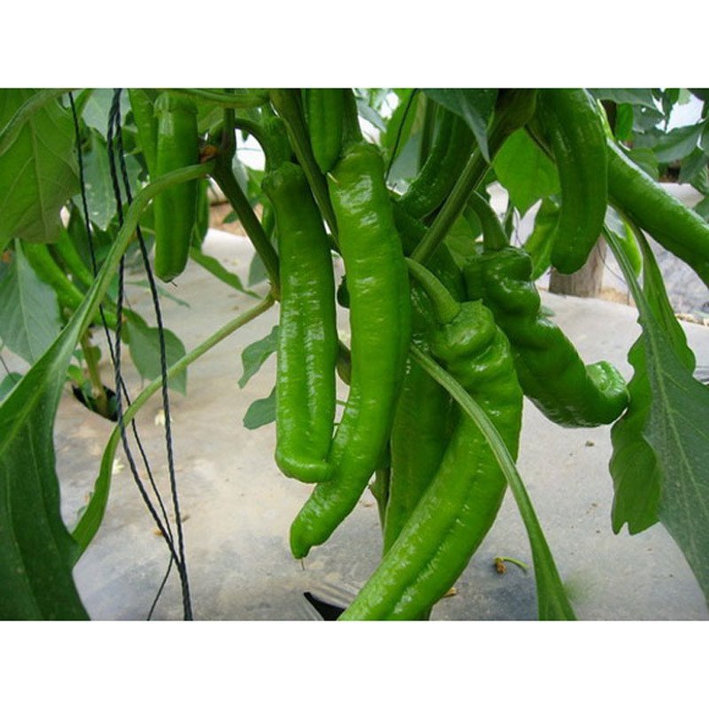 蔬菜种子 湘研一号辣椒种子 杂交一代极早熟青椒 高产 10克约1000粒
