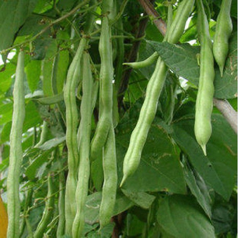 我要发芽蔬菜种子绿龙架豆九节鞭四季豆种子口感好纤维少产量高25克包