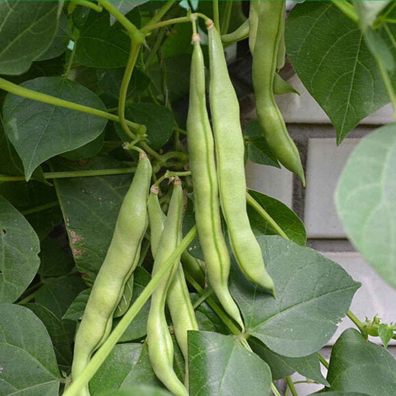 我要发芽 蔬菜种子 泰国架豆王豆角种子 四季豆种子 长豆角 豇豆 阳台