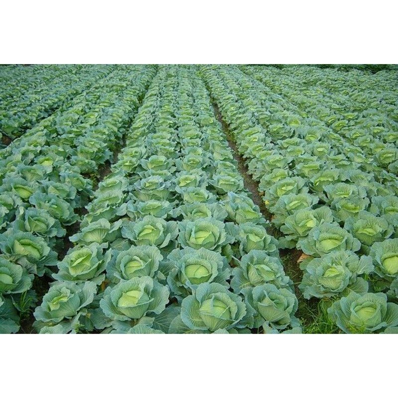 我要发芽 蔬菜种子 晚丰甘蓝种子 包心菜 卷心菜 包菜