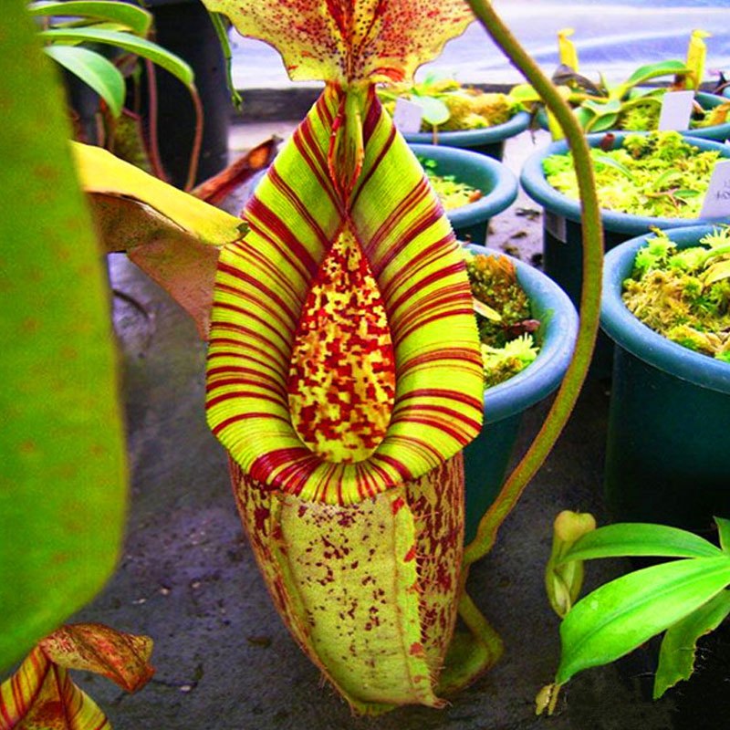 【含营养土200ML+花盆+种子套装】蔷薇紫藤