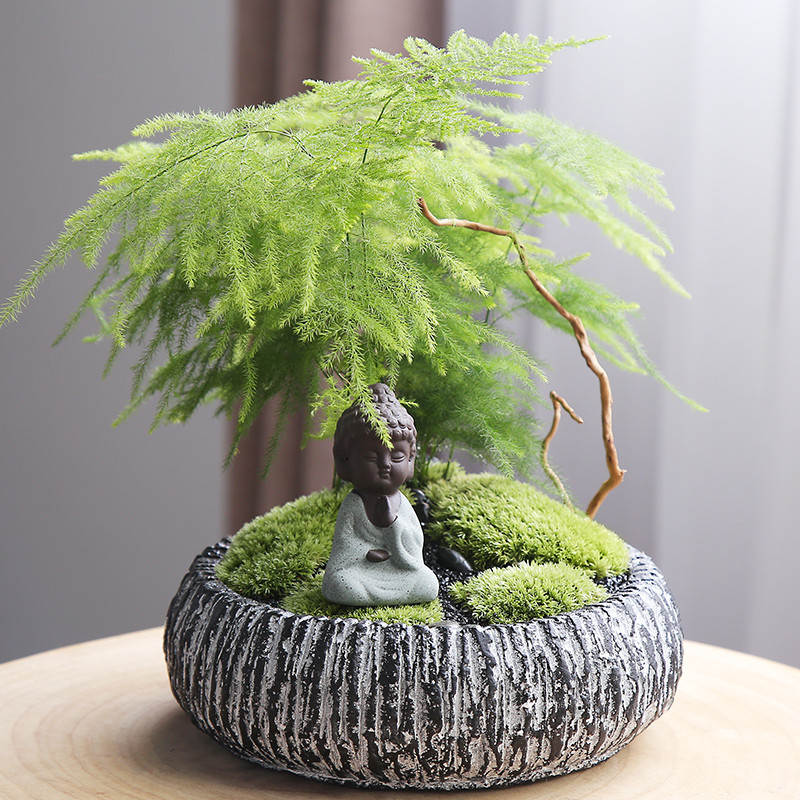 文竹盆景_文竹盆景画法