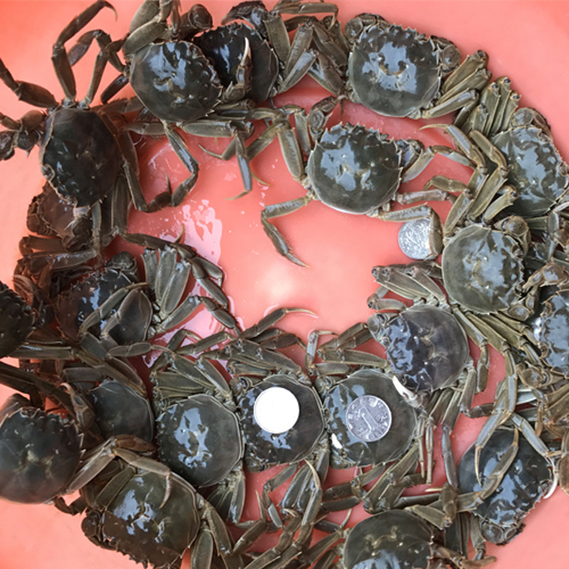 [现货]一元蟹小螃蟹二元蟹大闸蟹120只鲜活香