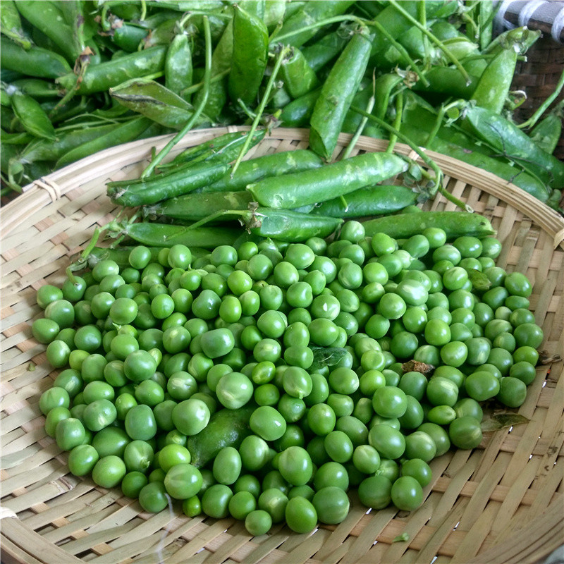 博多客 豌豆 1斤 青豆荚 新鲜农家嫩蔬菜 青豌豆 现摘