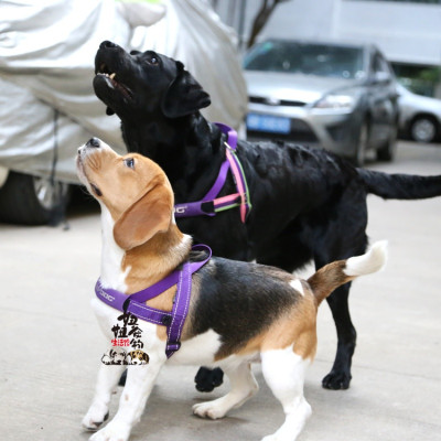 澳洲狗狗快套胸背带中大小型犬牵引绳宠物项圈防爆冲胸背带