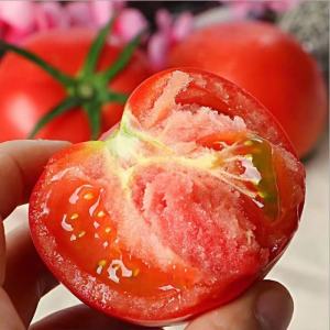 赛卡伊番茄西红柿新鲜自然熟沙瓤生吃水果蔬菜云南新鲜蔬菜