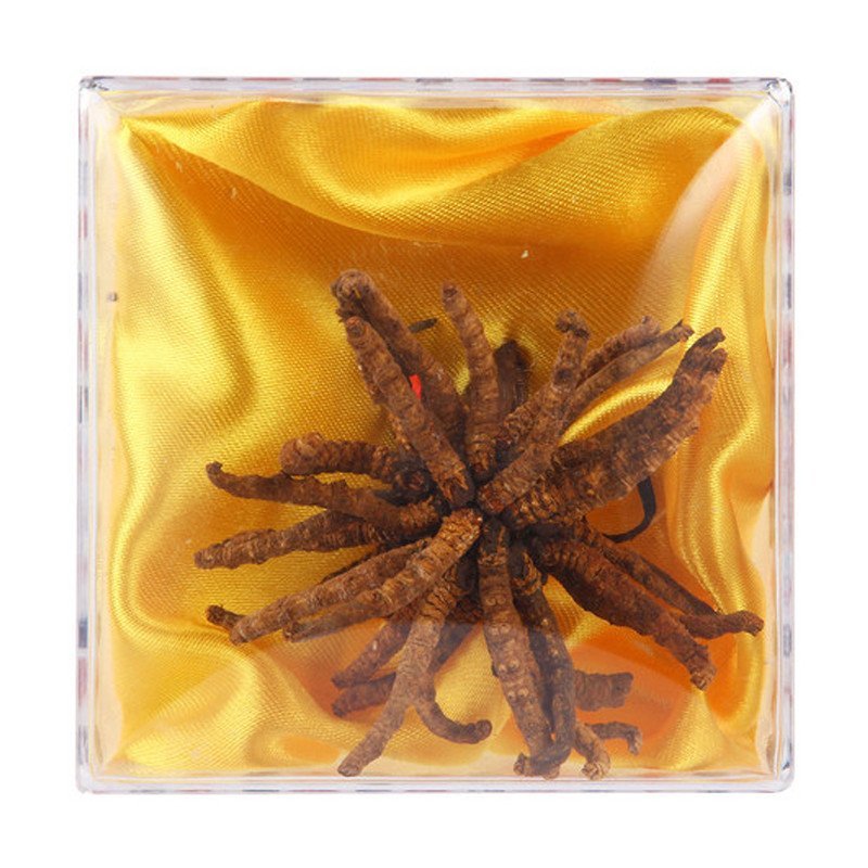 【苏宁自营】神象扎花冬虫夏草5克/盒