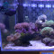 AODESI 奥德斯欧式海水鱼缸 珊瑚鱼缸0.6米0.8米1米1.2米1.5米1.8米水族箱 定制鱼缸生态缸 均码 活体海鱼和珊瑚定制配景定金