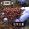 半江红蚯蚓 鲜活蚯蚓每袋40-50条