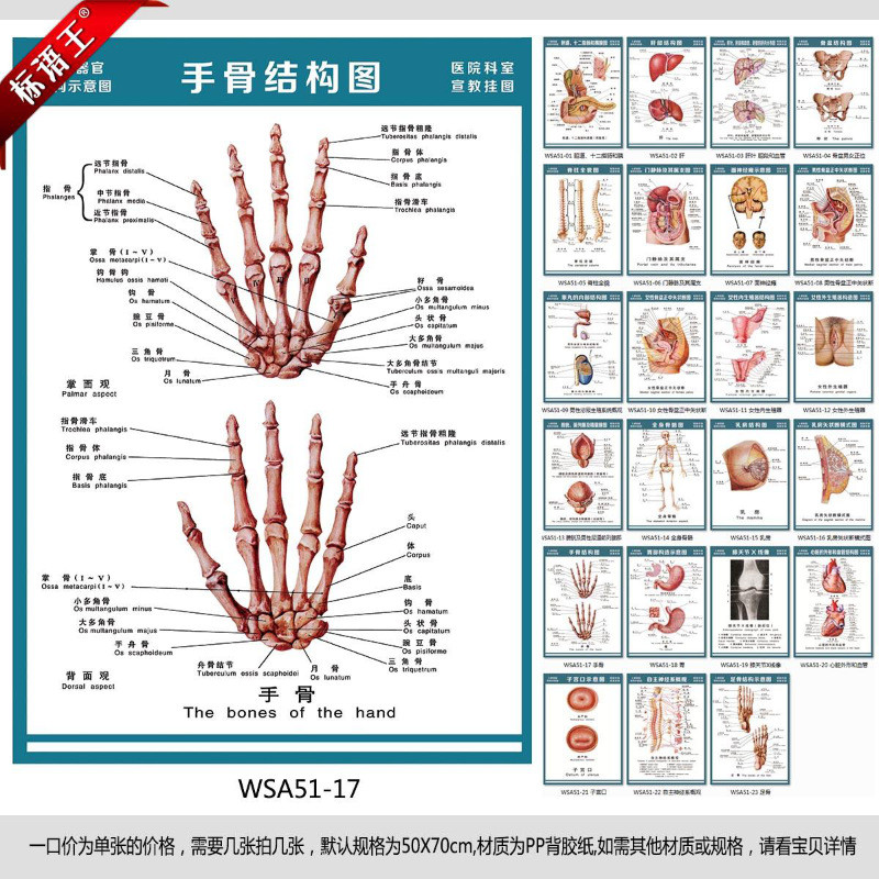 手指名称图结构图,手指图与名称图片,手指名称图示意图_文秘苑图库