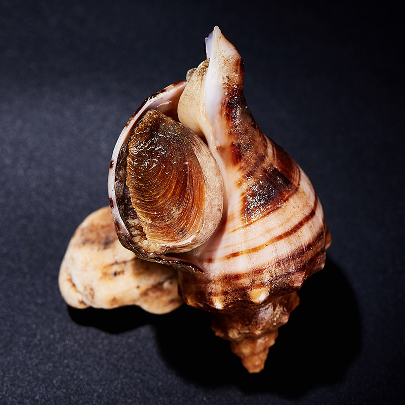 海洋岛HAIYANGDAO 大连鲜活野生大海螺8只660g （5-6头/500g）散装海鲜水产生鲜 顺丰包邮