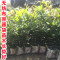 洋子（YangZi）无纺布花盆加厚育苗袋营养袋营养杯育苗杯营养钵植树袋定制_3 15x19(直径8.9x高14.5)五百个