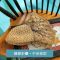 草帽沙滩帽子韩版女士夏天太阳帽镂空遮阳帽可折叠凉帽海边大檐帽_11 浅咖色加密版