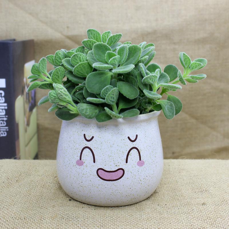 一抹香盆栽室内碰碰香多肉植物净化空气办公室驱蚊除臭一摸香带盆_1 可爱