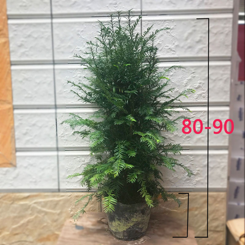 红豆杉树苗绿萝室内植物盆栽花卉吸甲醛净化空气四季常青绿植盆景_5 红豆杉80-90cm【不带盆】