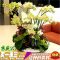 蝴蝶兰花苗花卉盆栽室内外客厅绿植物盆景君子兰春兰兰花四季开花_1 台北黄金