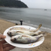 沈志雄东山岛海鲜海钓白姑鱼鲜活速冻像黄花鱼5-6条/袋共1000g