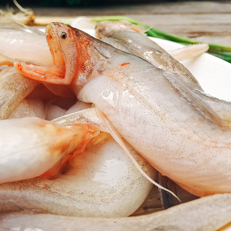 九肚鱼 新鲜龙头鱼 鲜活豆腐鱼 水龙鱼 水潺鱼 顺丰1kg