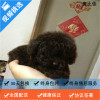 麦比佳 暹罗猫幼猫 纯种血统泰国暹罗猫幼崽活物猫咪幼崽宠物活体暹罗小猫挖煤工海豹重点经典色短毛猫公母有视频选猫空运直达