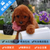 麦比佳纯种泰迪幼犬活体狗狗 茶杯型红泰迪幼犬长不大的泰迪狗狗白色小型犬 双血统赛级玩具型狗狗贵宾犬灰色泰迪犬比熊泰迪