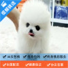 麦比佳 纯种哈多利系球体博美犬活体动物 茶杯博美犬 日系俊杰双血统长不大的茶杯狗白色博美犬 赛级博美犬活体狗狗终身包纯种