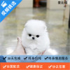 麦比佳 纯种哈多利系球体博美犬活体动物 茶杯博美犬 日系俊杰双血统长不大的茶杯狗白色博美犬 赛级博美犬活体狗狗纯种俊杰犬