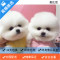 麦比佳 纯种哈多利系球体博美活体宠物 茶杯俊介博美 日系俊杰双血统长不大的茶杯狗白色博美犬 赛级博美犬活体狗狗纯种博美犬