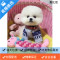 麦比佳 纯种哈多利系球体博美犬幼犬俊介 茶杯博美犬 日系俊杰双血统长不大的茶杯狗白色博美犬 赛级博美犬活体狗狗纯种俊介犬