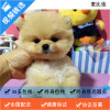 麦比佳 纯种哈多利系球体博美犬幼犬俊介 茶杯博美犬 日系俊杰双血统长不大的茶杯狗白色博美犬 赛级博美犬活体日系纯种俊介犬