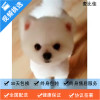麦比佳 纯种哈多利系球体博美犬幼犬俊介 茶杯博美犬 日系俊杰双血统长不大的茶杯狗白色博美犬 小体博美俊介犬宠物狗狗活体