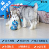 麦比佳 纯种巨型阿拉斯加幼犬活体宠物 熊版十字脸阿拉斯加雪橇犬 双血统烟灰色桃脸阿拉斯加幼犬巨大型雪橇犬阿拉斯加犬