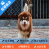麦比佳 纯种巨型阿拉斯加幼犬活体宠物 熊版十字脸阿拉斯加雪橇犬 双血统烟灰色桃脸阿拉斯加幼崽 巨大型雪橇犬阿拉斯加犬2