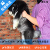 麦比佳 纯种巨型阿拉斯加幼犬活体宠物 熊版十字脸阿拉斯加雪橇犬 双血统烟灰色桃脸阿拉斯加幼崽 巨大型雪橇犬终身包纯种AA