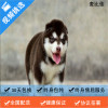 麦比佳 纯种巨型阿拉斯加幼犬活体宠物 熊版十字脸阿拉斯加雪橇犬 双血统烟灰色桃脸阿拉斯加幼崽 巨大型雪橇犬阿拉斯加犬红色