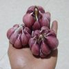 紫皮蒜种瓣 大蒜种子云南紫皮大蒜头 农家自种 干蒜 红皮 5斤装