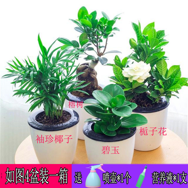常通富贵竹 4盆一箱*送喷壶+营养液